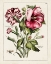 Picture of PINK HIBISCUS