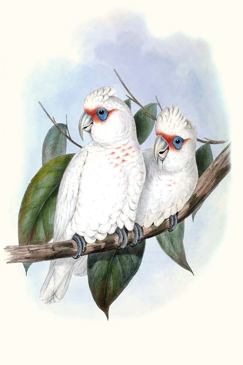 Picture of PASTEL PARROTS IV