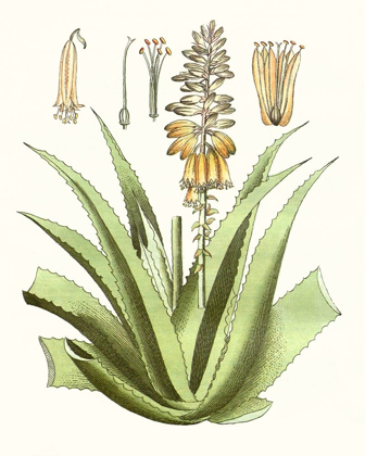 Picture of ANTIQUE ALOE II