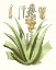 Picture of ANTIQUE ALOE II