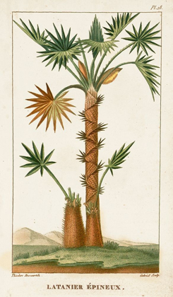 Picture of TURPIN EXOTIC PALMS I