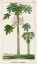Picture of TURPIN EXOTIC PALMS II