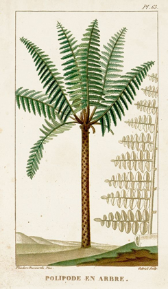 Picture of TURPIN EXOTIC PALMS III