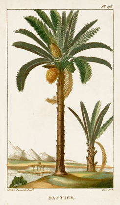 Picture of TURPIN EXOTIC PALMS IV