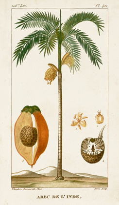 Picture of TURPIN EXOTIC PALMS V