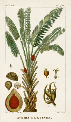 Picture of TURPIN EXOTIC PALMS VI