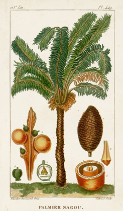 Picture of TURPIN EXOTIC PALMS VII