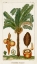 Picture of TURPIN EXOTIC PALMS VII