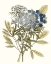 Picture of LACY LEAVES I