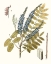 Picture of LACY LEAVES II