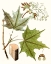 Picture of MAPLE LEAVES III