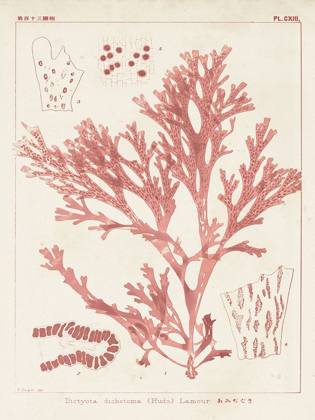 Picture of ANTIQUE CORAL SEAWEED I