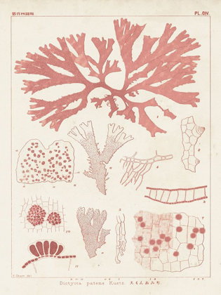 Picture of ANTIQUE CORAL SEAWEED III