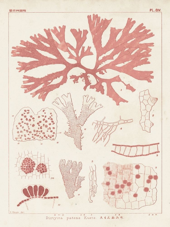 Picture of ANTIQUE CORAL SEAWEED III