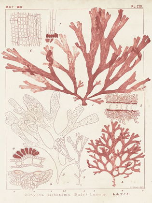 Picture of ANTIQUE CORAL SEAWEED IV