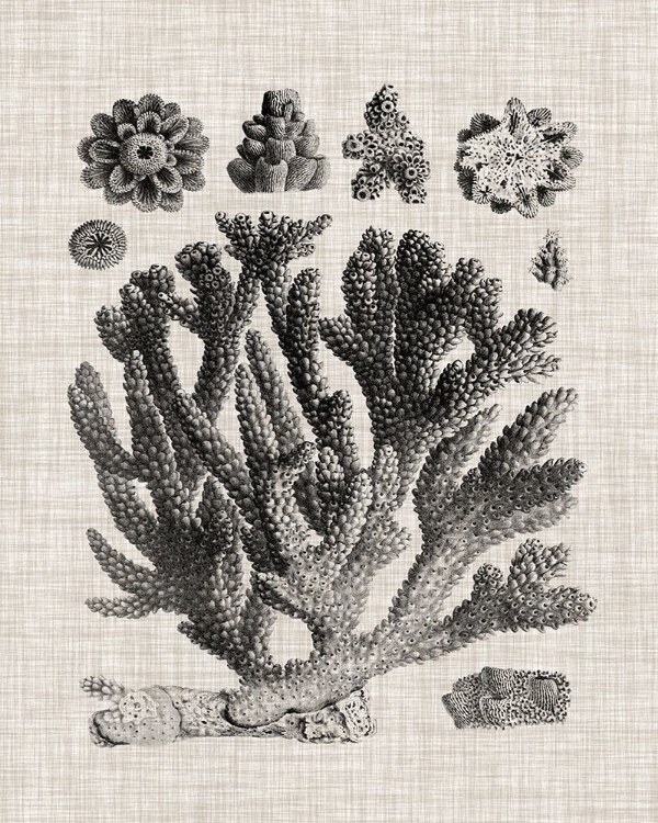 Picture of CORAL SPECIMEN IV