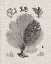 Picture of CORAL SPECIMEN VI