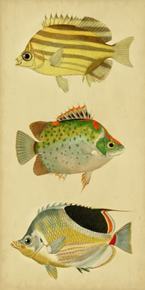 Picture of TRIO OF TROPICAL FISH I