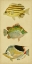 Picture of TRIO OF TROPICAL FISH I