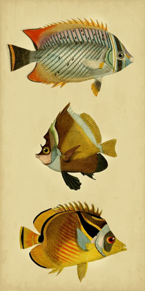 Picture of TRIO OF TROPICAL FISH II