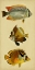 Picture of TRIO OF TROPICAL FISH II