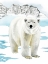 Picture of ARCTIC ANIMAL II