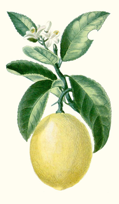 Picture of TURPIN FRUIT I