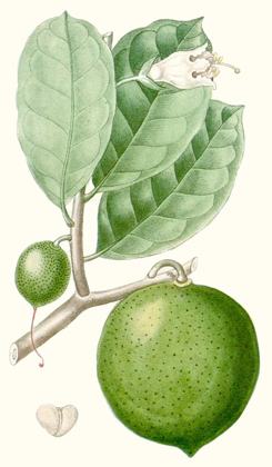 Picture of TURPIN FRUIT III