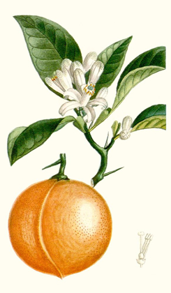 Picture of TURPIN FRUIT IV