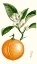 Picture of TURPIN FRUIT IV
