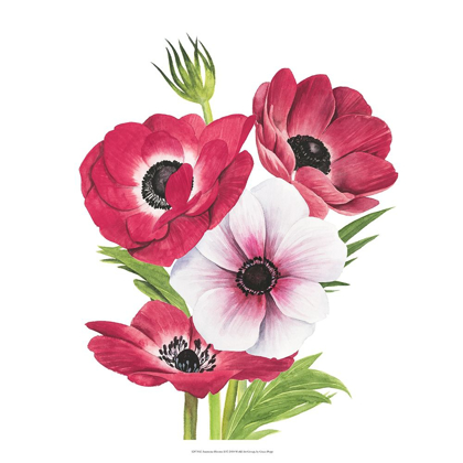 Picture of ANEMONE BLOOMS II