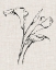 Picture of FLORAL INK STUDY IV