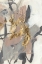 Picture of GOLDEN BLUSH II