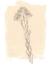 Picture of BRANCH ON BLUSH I