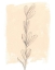 Picture of BRANCH ON BLUSH II