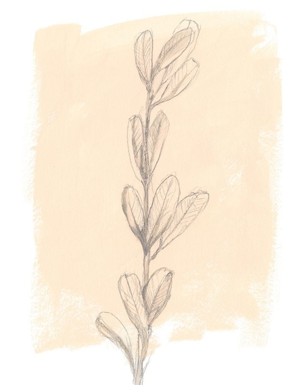 Picture of BRANCH ON BLUSH II