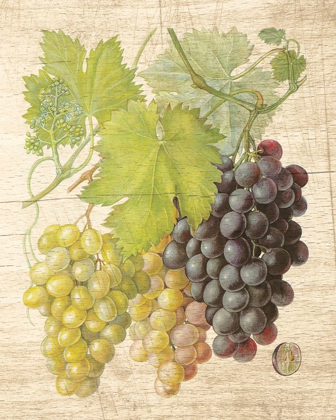 Picture of GRAPEVINE I