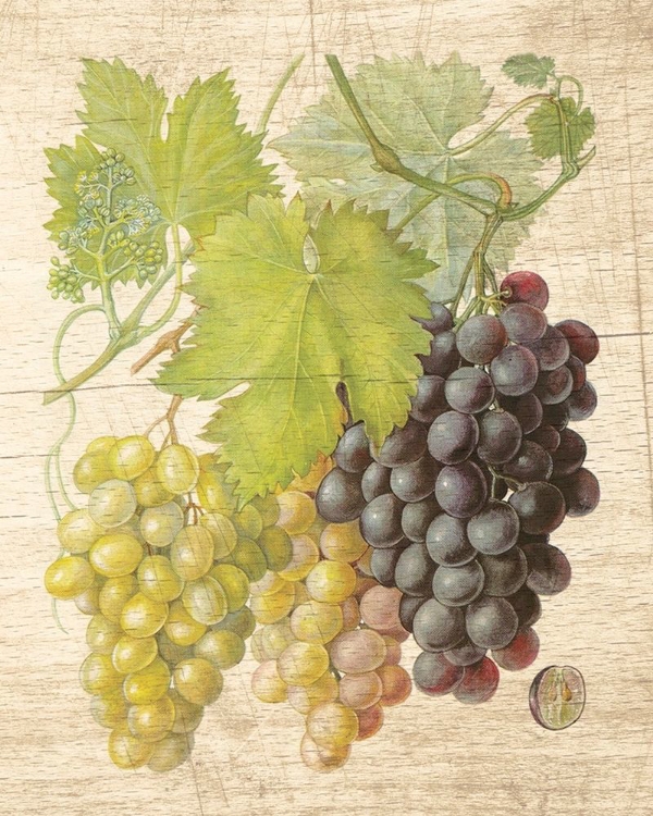 Picture of GRAPEVINE I