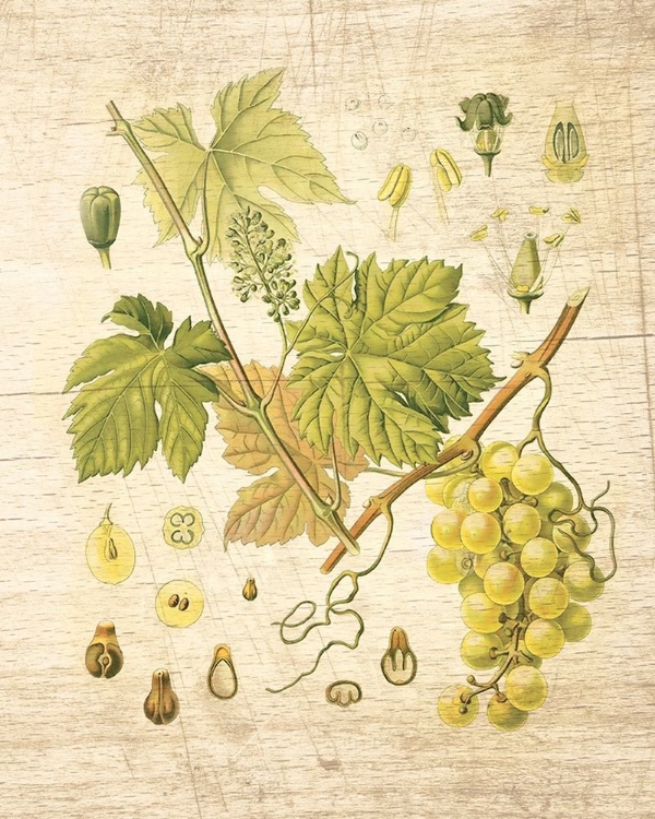 Picture of GRAPEVINE II