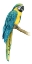 Picture of TEAL MACAW I