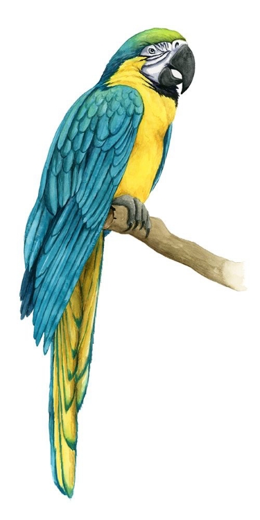 Picture of TEAL MACAW I