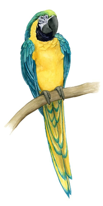 Picture of TEAL MACAW II