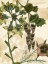 Picture of ENCHANTED II
