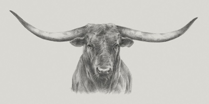 Picture of LONGHORN BULL