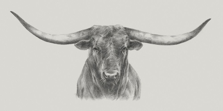 Picture of LONGHORN BULL