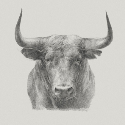 Picture of BLACK BULL