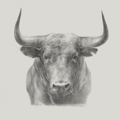 Picture of BLACK BULL