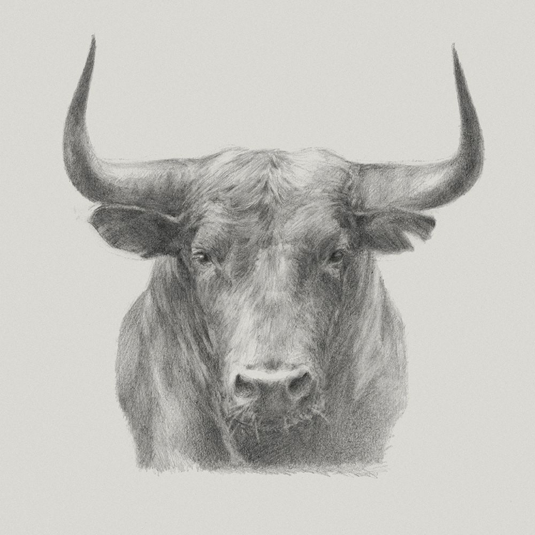 Picture of BLACK BULL