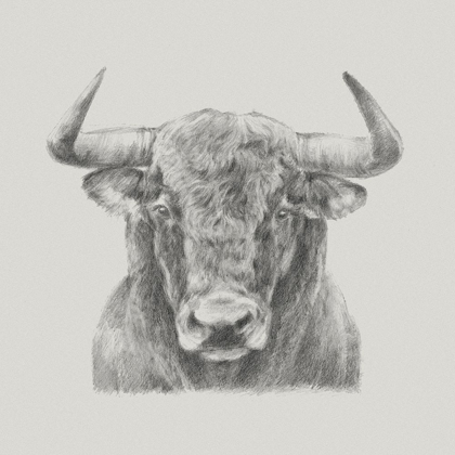 Picture of BLACK AND WHITE BULL