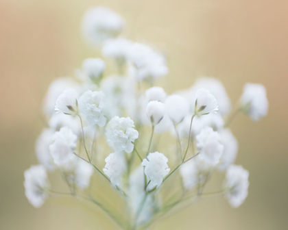Picture of BABYS BREATH STUDY I